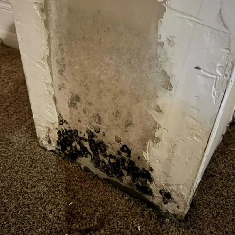 Professional Mold Removal in Hutto, TX